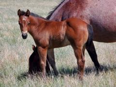 Paddys Gin Moss JW <BR> AQHA PENDING